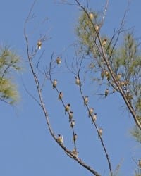 Cedar Waxwing - flock