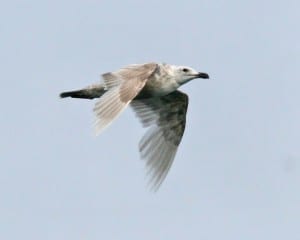 Glaucous-winged Gull - first cycle in flight