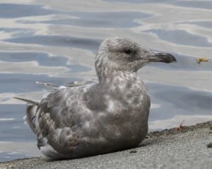 Glaucous-winged Gull - 1st cycle