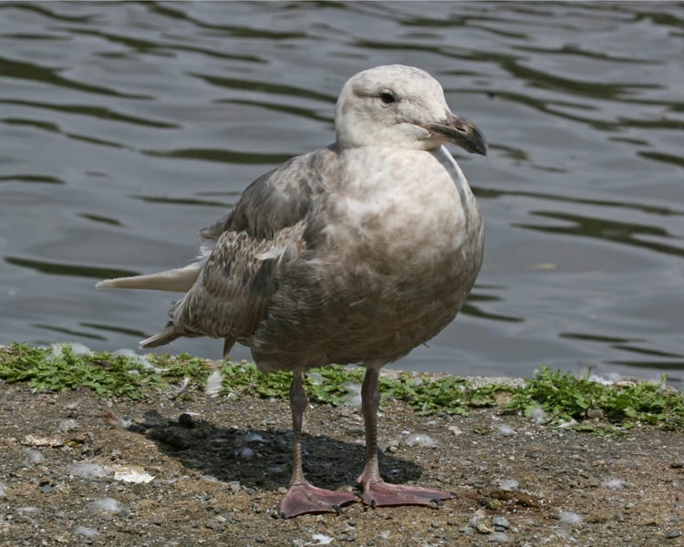Glaucous-winged Gull - 2nd cycle