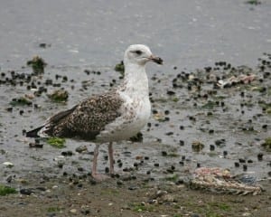 Great Black-backed Gull - 2nd cycle