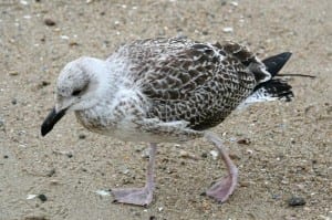 Great Black-backed Gull - juvenile