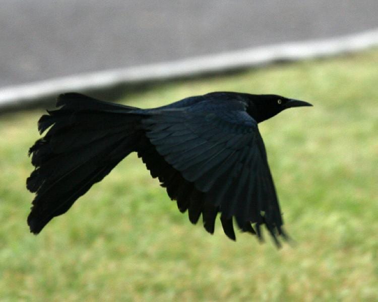 Great-tailed Grackle in flight