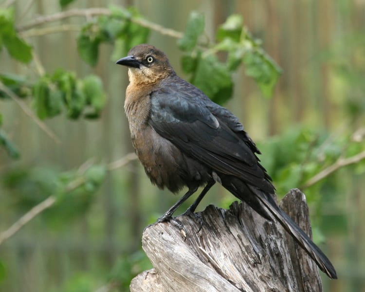 Great-tailed Grackle - female