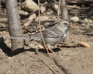 Harris's Sparrow - first winter