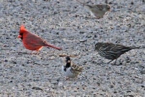 Harris's Sparrow - with Northern Cardinal, female Red-winged Blackbird, and immature White-crowned Sparrow