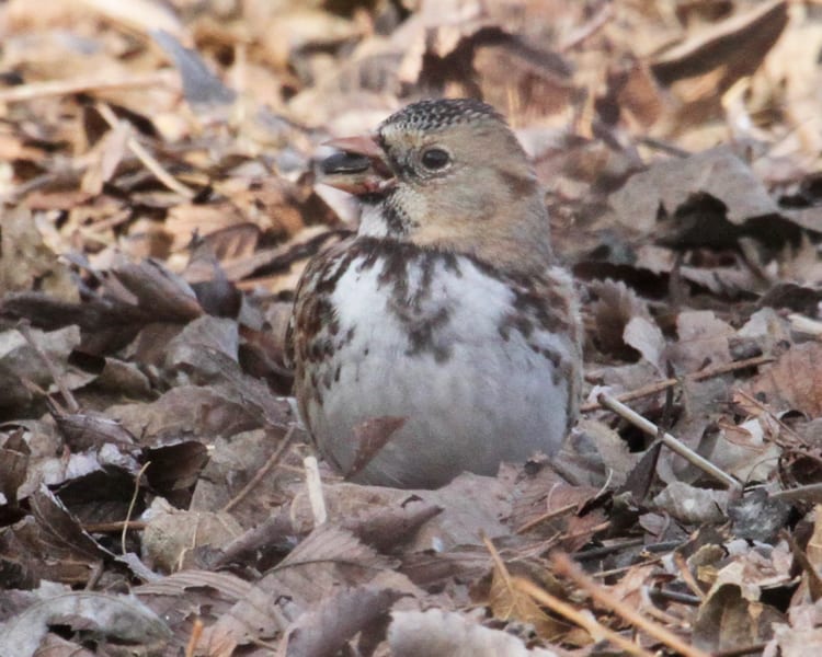 Harris's Sparrow - first winter