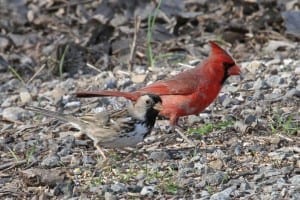 Harris's Sparrow - with Northern Cardinal