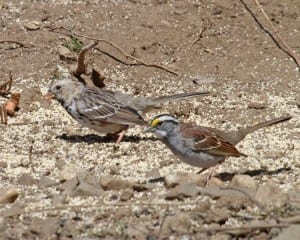 Harris's Sparrow with White-throated Sparrow