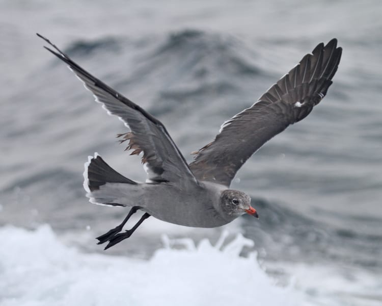 Heermann's Gull in flight