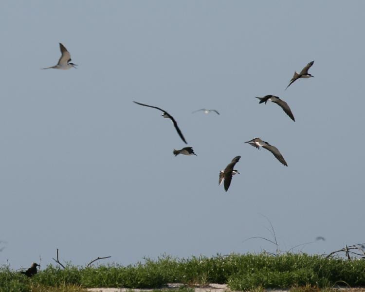 Sooty Terns in flight