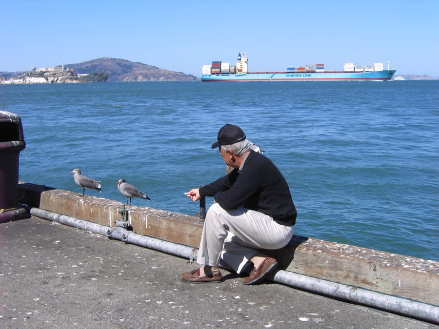 Heermann's Gulls - San Francisco Bay
