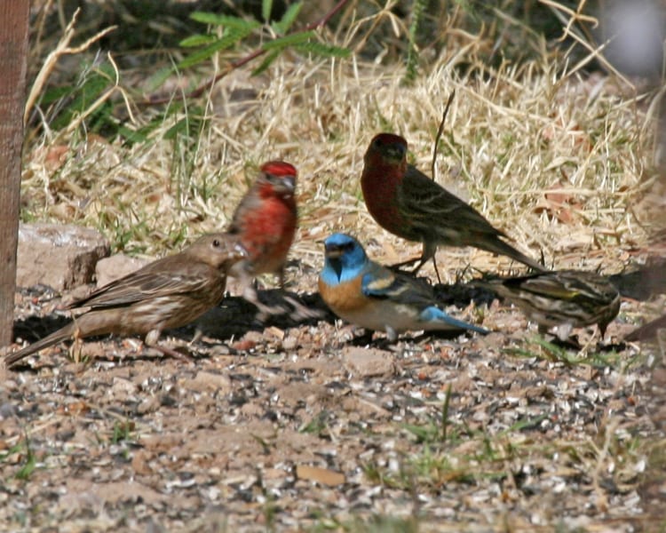 Lazuli Bunting with House Finches