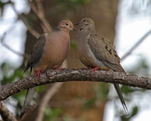 Mourning Dove - pair