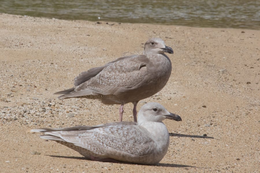 Glaucous-winged Gulls - first cycle