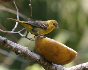 Orchard Oriole - 1st-year male