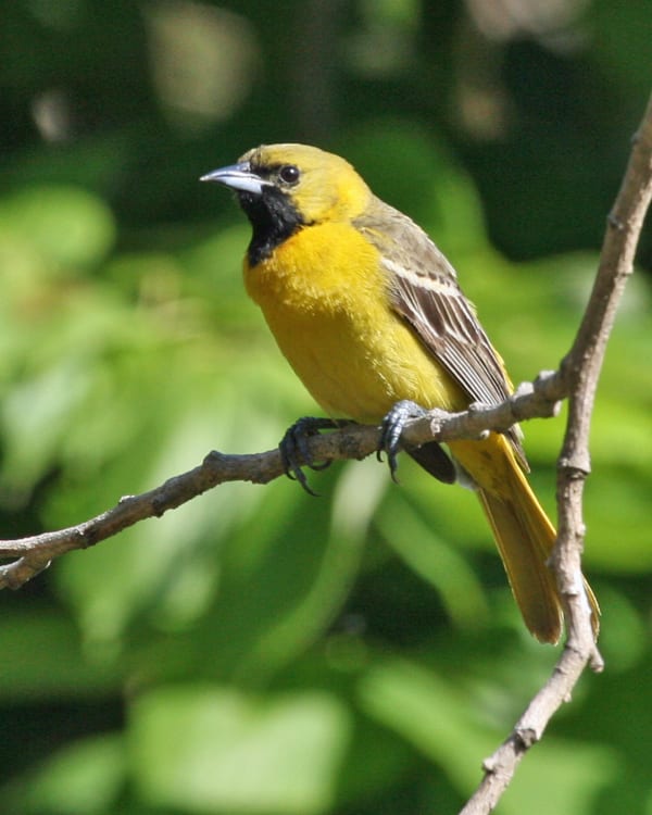 Orchard Oriole - 1st year male