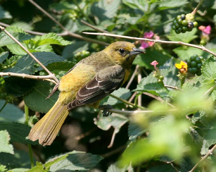 Orchard Oriole - 1st yr male