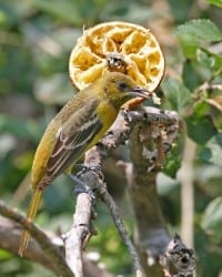 Orchard Oriole - first-year male