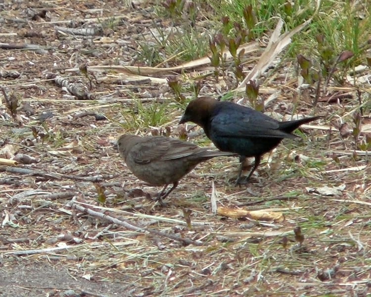 Brown-headed Cowbird - pair
