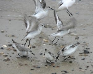 Sanderlings - flock