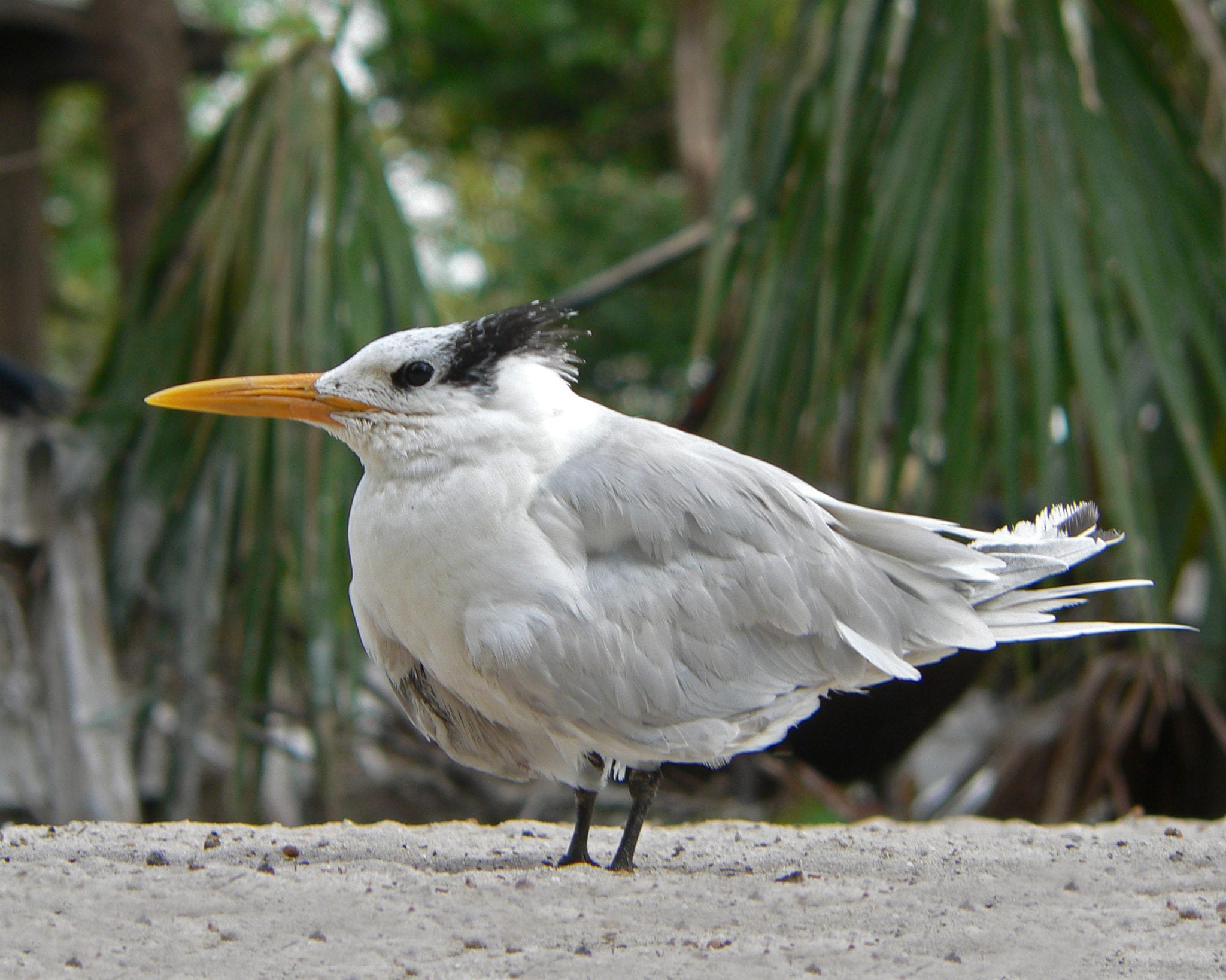 Royal Tern - juvenile
