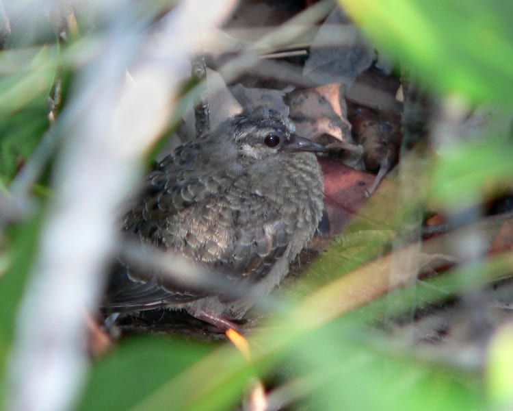 Mourning Dove chick