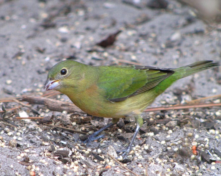 Painted Bunting - female