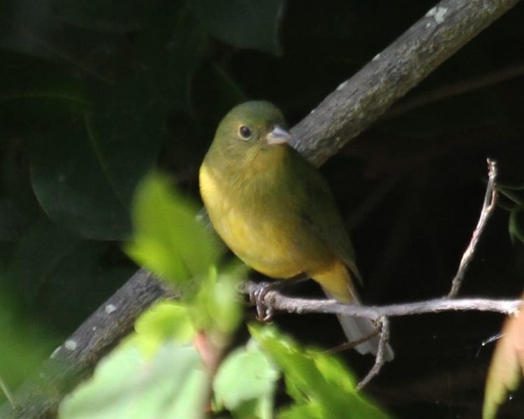 Painted Bunting female