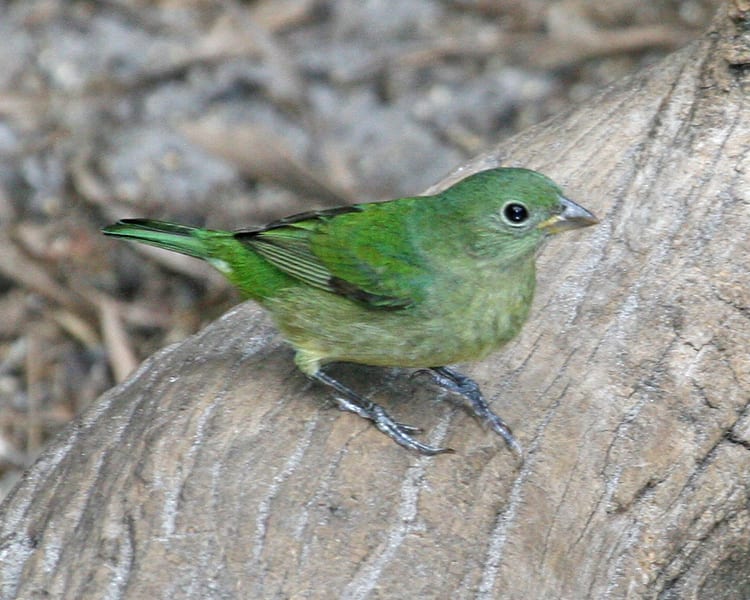 Painted Bunting - female