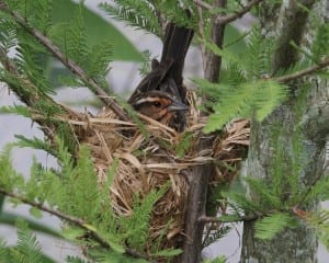 Red-winged Blackbird - female on nest