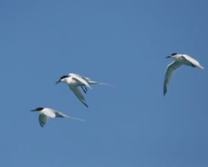 Roseate Terns in flight