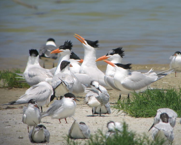 Royal Terns - with Forster's Terns