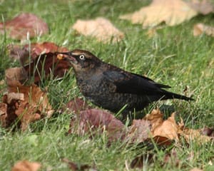 Rust Blackbird