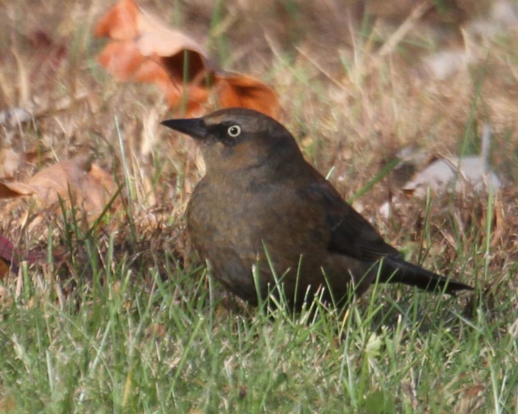 Rust Blackbird - female