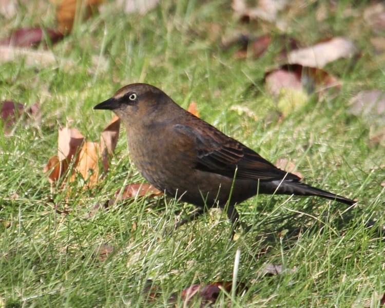 Rusty Blackbird - female