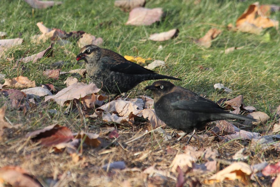 Rust Blackbirds