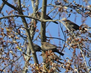 Rust yBlackbirds