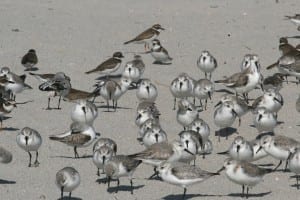 Sanderlings - flock