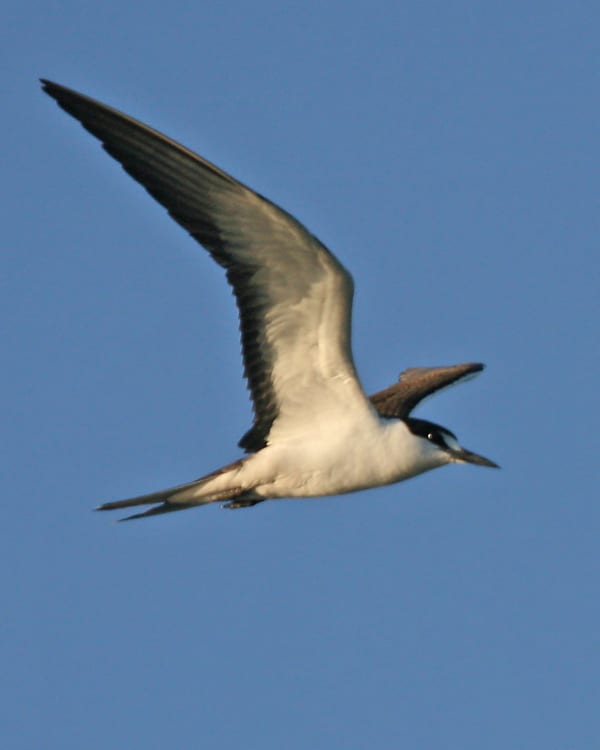 Sooty Tern in flight