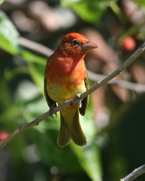 Summer Tanager - first-year male
