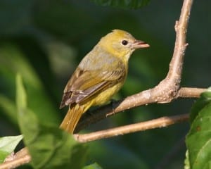 Summer Tanager - female