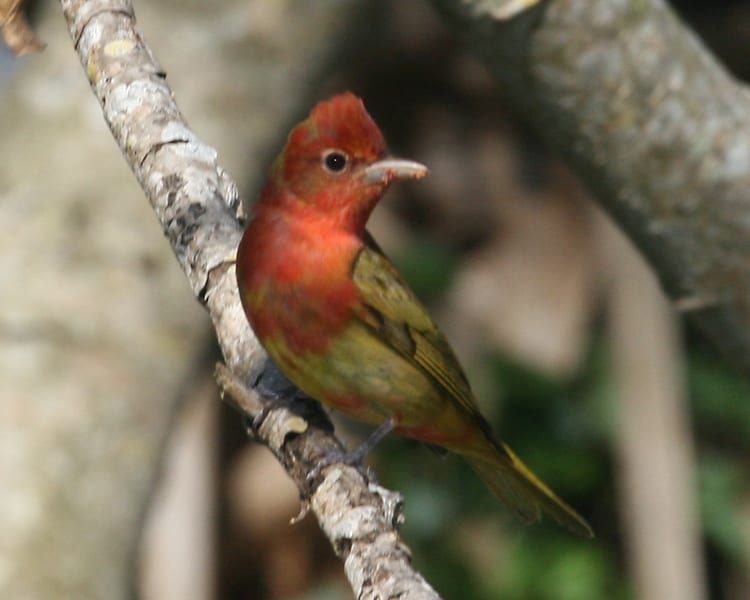 Summer Tanager - first-year male