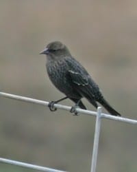 Tricolored Blackbird - female