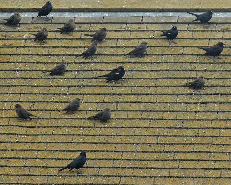 Tricolored Blackbird - mixed flock