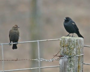 Tricolored Blackbird - pair