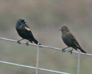 Tricolored Blackbird - pair