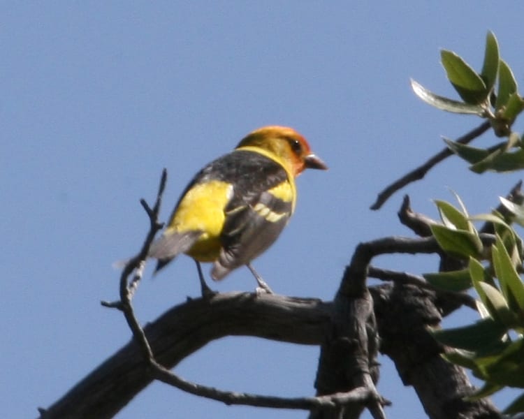 Western Tanager - nonbreeding