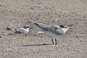 Forster's Tern with Royal Tern