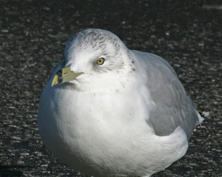 Ring-billed Gull - adult nonbreeding